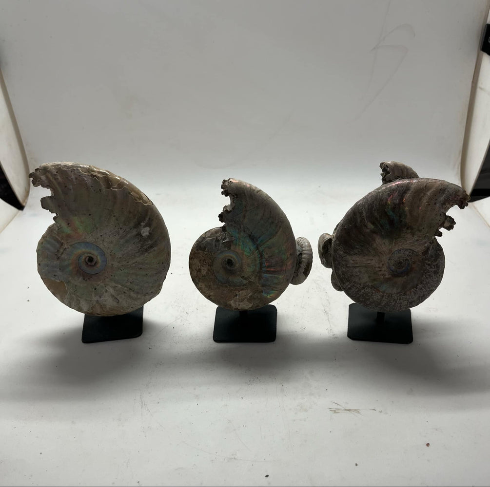 Ammonite blue nacre with stand