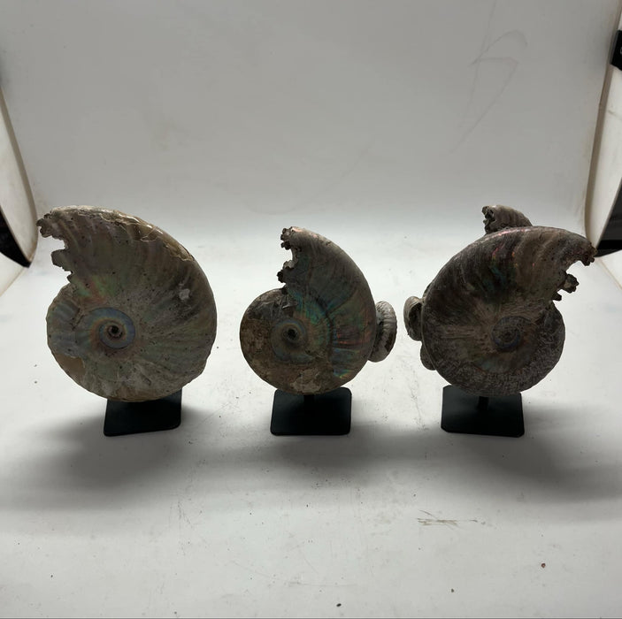Ammonite blue nacre with stand