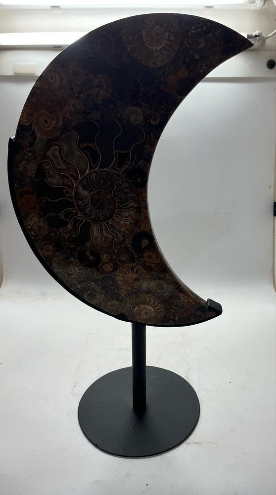 Ammonite half moon