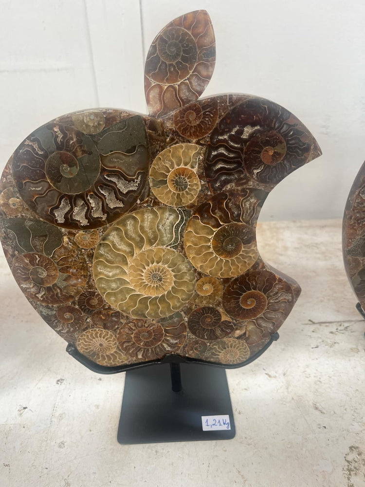 Apple ammonite