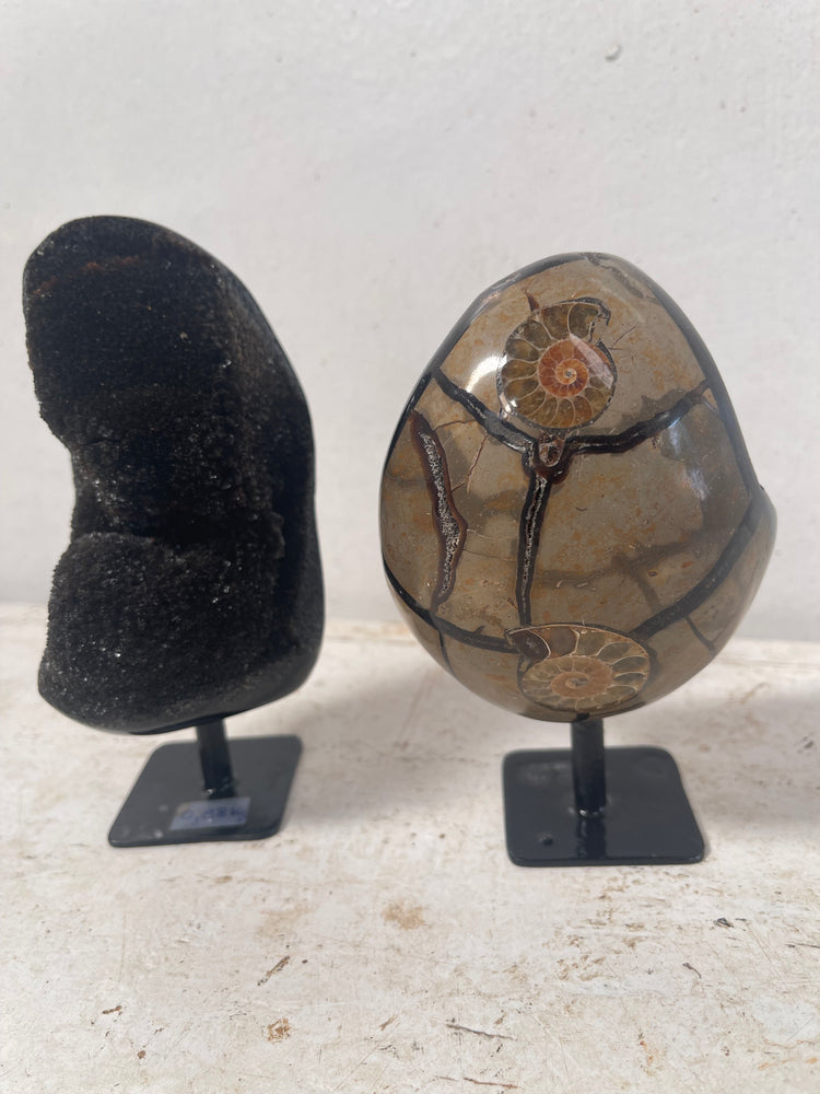 Black septaria with stand
