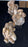 White ammonites with stand